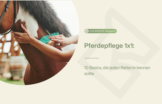 Pferdepflege: alles was du wissen musst!