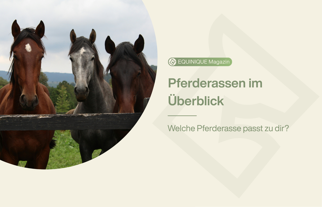 Welche Pferderasse passt zu dir? Ein Überblick