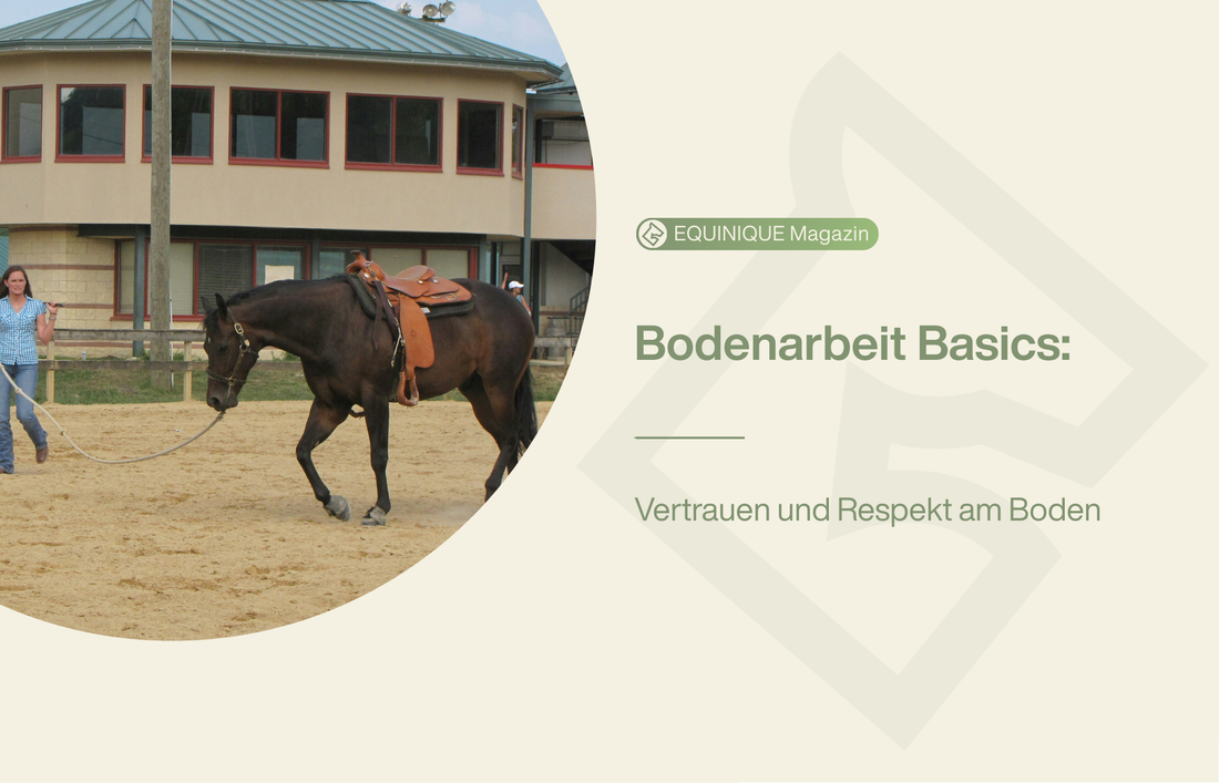 Bodenarbeit: Eine Frau führt ihr Pferd an der Leine. Dieser Beitrag erklärt dir wie du Vertrauen und Respekt am Boden erhältst.